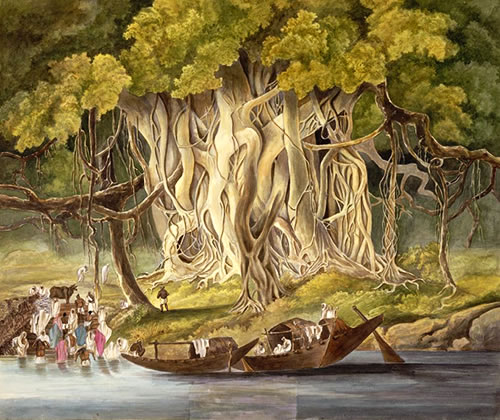 Banyan tree by the river